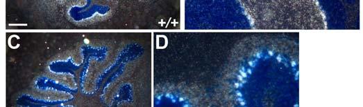 Note that SynDIG1 mrna expression is absent in Lc/+ cerebellum compared with wild type littermates. Scale bar, 400 µm (A, C, E), 100 µm (B, D, E). Figure 3.
