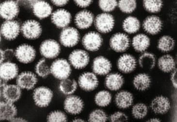 AUSTRALIA S ROTAVIRUS VACCINE HAS A LONG HISTORY In 1973, Ruth Bishop and colleagues identify a new virus in the cytoplasm of duodenal epithelial cells in cases of severe diarrhoea