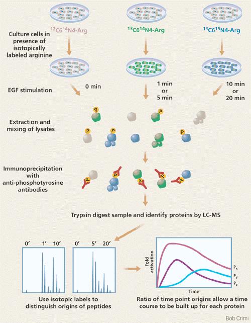 Phosphoproteomics finds its timing The three populations of cells are stimulated with EGF for different periods of time and extracted.