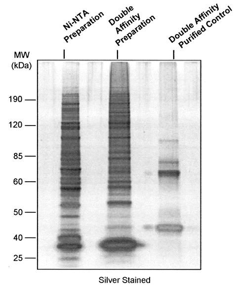 A proteomic strategy for gaining insights into protein sumoylation in yeast. (2005). Denison, C., Rudner, A. D., Gerber, S. A., Bakalarski, C. E., Moazed, D., and Gygi, S. P.