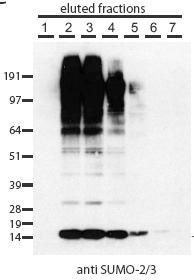 Arg6 Arg10 14 proteins lack