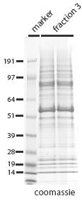 proteins 2 Arg-peptides,