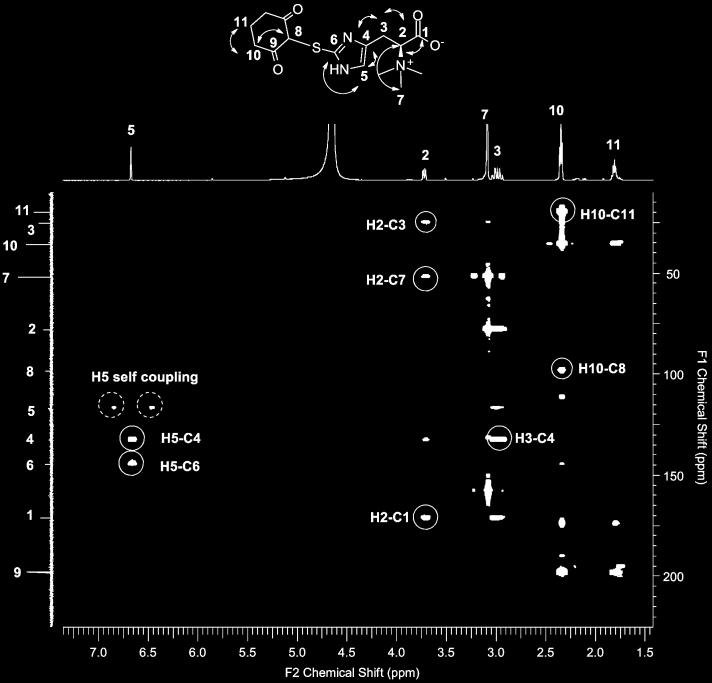 Supplementary Figure 21. HMBC-NMR of the isolated sulfenic acid-dimedone adduct 16 from cellulose chromatography. Supplementary Figure 22.