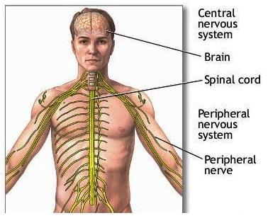 Nerve tissue & the Nervous System The human nervous system, by far the most complex system in the body, is formed by a network of many billion nerve cells (neurons), all assisted by many more