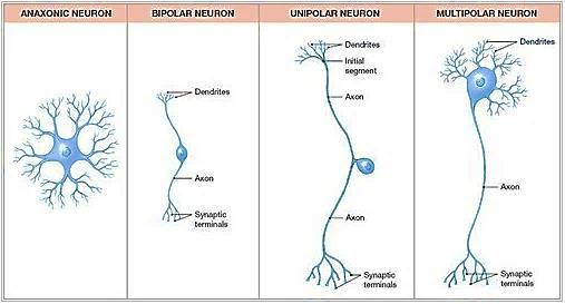 Unipolar or pseudounipolar neurons, which have a single process that bifurcates close to the perikaryon, with the longer branch extending to a peripheral ending and the other toward the CNS.