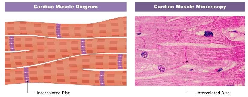 CARDIAC MUSCLE TERMS TO KNOW Myogenic Intercalated discs D.4.