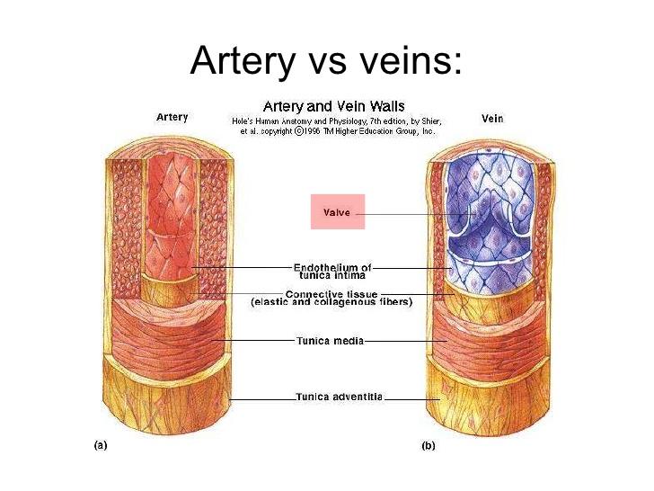 THE BLOOD SYSTEM TERMS TO KNOW lumen Arteries have specialized structures: narrow lumen to maintain