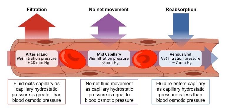 THE BLOOD SYSTEM 6.2.U4: Blood flows through tissues in capillaries.