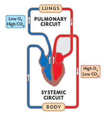 THE BLOOD SYSTEM TERMS TO KNOW pulmonary 6.2.