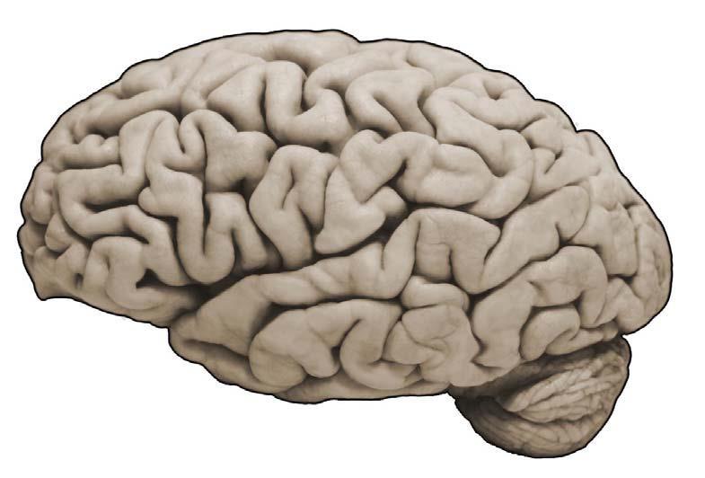 Fig. 2. Lateral surface of the human brain.