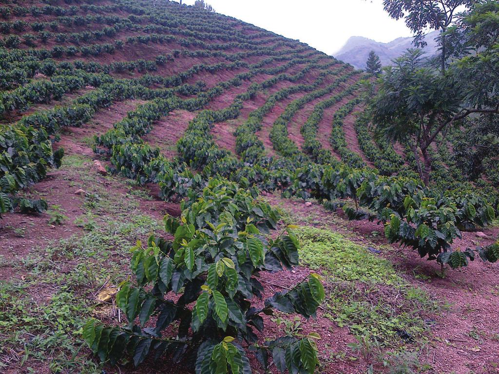 Young coffe plantation on steep land 19 Challenges Ahead for the EEF Sector Ø CRF P and have the potential to mimic the soil buffer capacity to control P and ion in the soil solution to improve
