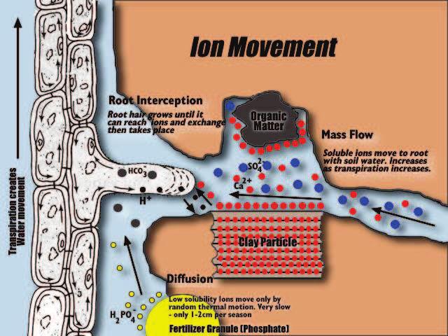 Nutrient Absorption and CRF Nutrient Movement Mechanismhism Mass Flow: Ions move to roots as water flows via transpiration (ex.