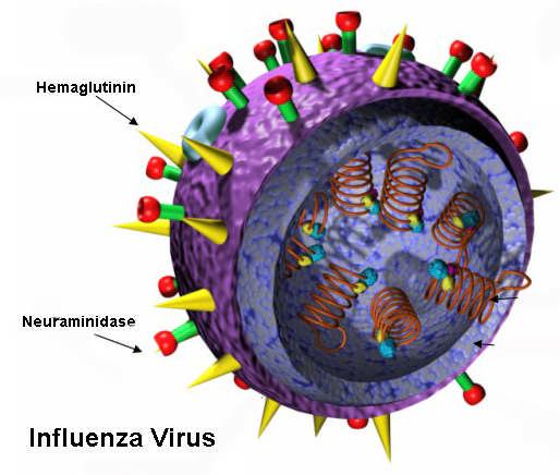 Influenza Virus Influenza A is subtyped by surface proteins Hemagglutinin (H) 16 different types