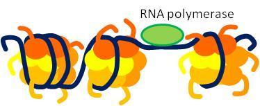 Gene expression requires unwrapping of DNA