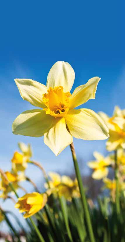 Joining the Daffodil Circle Once you have updated your Will you will become part of a special group of supporters who have been kind enough to leave a gift to Cancer Council NSW in their Will.