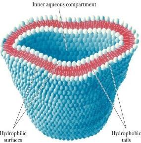 Liposomes Lipid bilayer separating an aqueous internal compartment from the bulk aqueous phase, and they are used for drug transport and in gene delivery. C.