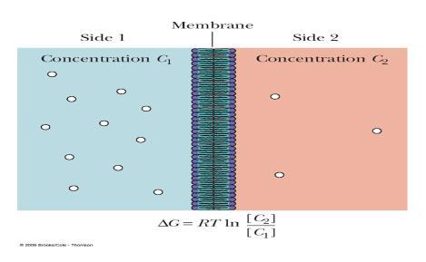 Membrane proteins: 1) Integral/Transmembrane protein exposed to the aqueous environment on both sides of the membrane and it s used to transport molecules across the membrane.
