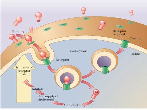 cholesterol inters the cell by endocytosis distributes the