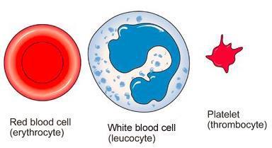 Platelets Platelets are special cell fragments that play an important role in normal blood clotting.
