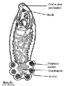 anchor mitochondria CESTODES CESTODES Scolex