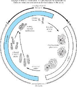 CHAPTER 9 MESOZOA Phylum Mesozoa -- rhombozoans orthonectids orthonectid