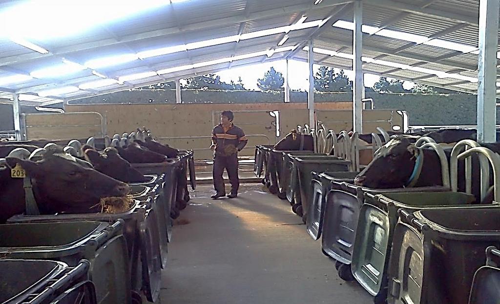 Chapter 3 Figure 3.2: The dairy cows being fed grass silage (black collar treatment L+G) and maize silage (blue collar treatment L+M) using feeding bins at the LURDF cow-shed. 3.2.2 Grazing management Uniform management was applied to all cows in all the four paddocks.