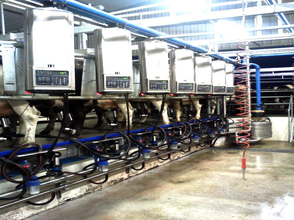 Chapter 3 Figure 3.4: Milk subsamples being collected using milk flasks (with blue cover-lids) during a.m. and p.m. milking.