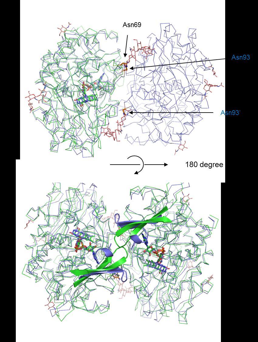 Supplementary Figure S5 Comparison of dimeric structure of glucose oxidase PaGOx (1GPE, purple) and monomer structure of AfGDH/LGC (green) The intriguing glycosylation site of PaGOx (Asn93) and a