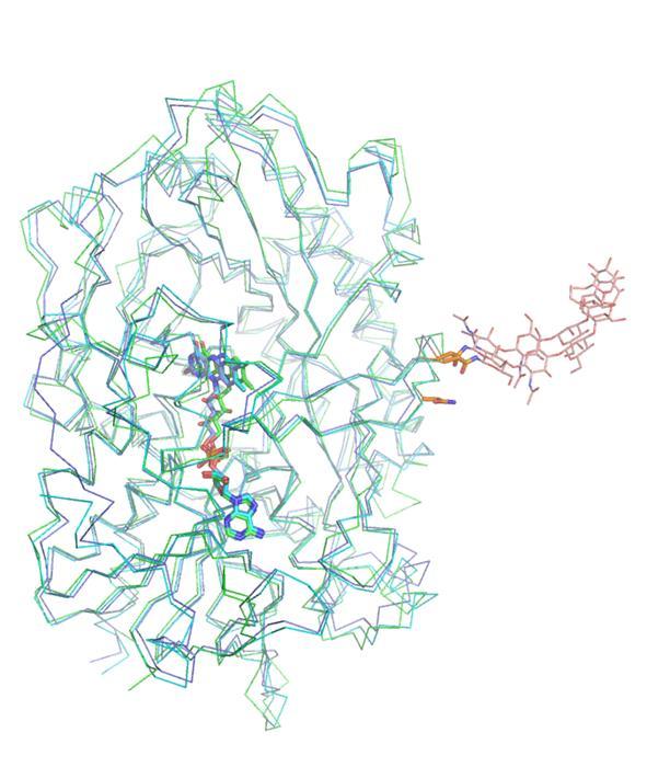 Supplementary Figure S6 Superimposed overall structure of glucose oxidases (AnGOx (1CF3, cyan) and PaGOx (1GPE, purple)) on AfGDH/LGC (green) The glycosylation sites of AnGOx (Asn89) and PaGOx