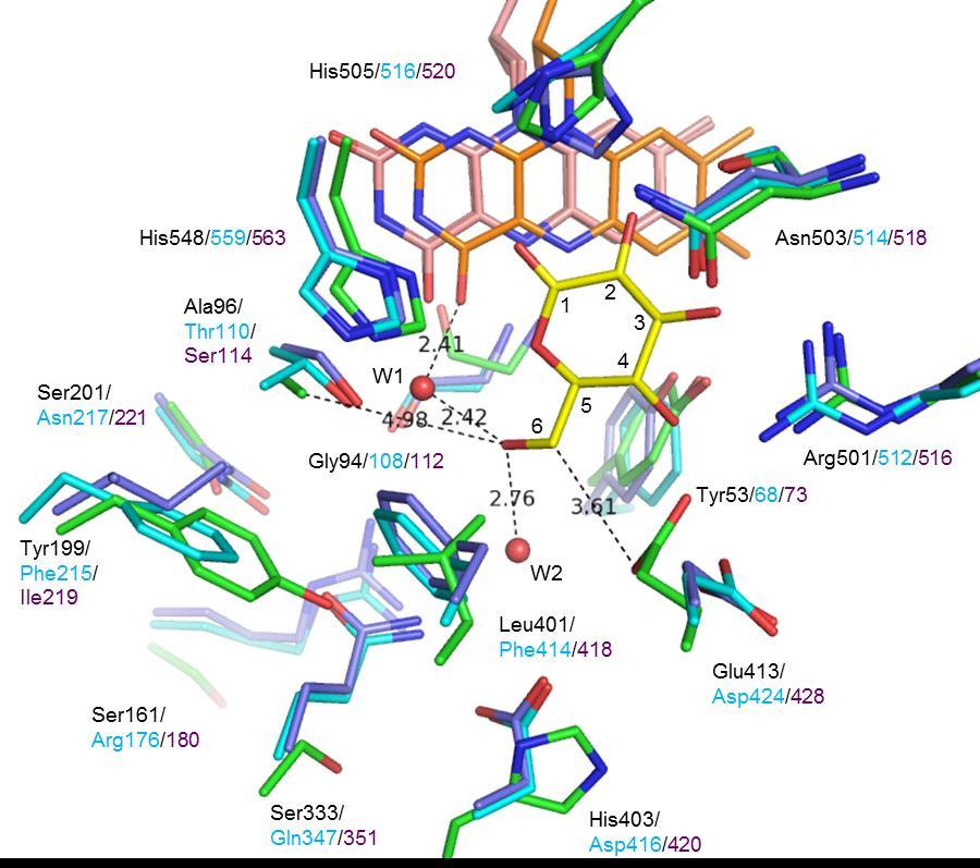 Supplementary Figure S7 The 6th hydroxyl group recognition of gluconolactone Comparison of active site structures among AfGDH/LGC, AnGOx (1CF3), and PaGOx (1GPE).