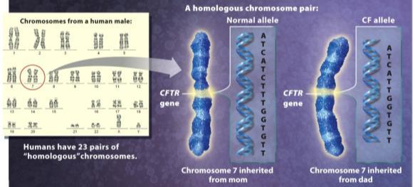 Meiosis worked out Early 1900 s - Chromosomal Theory of Inheritance 1953 Structure of