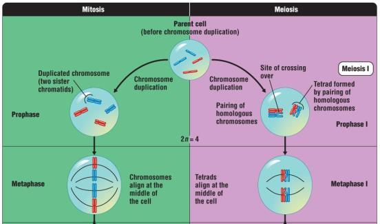 Metaphase of Mitosis Metaphase of Meiosis 1 Fig.