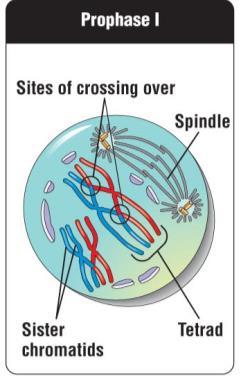 Crossing over / Genetic Recombination Homologous chromosomes