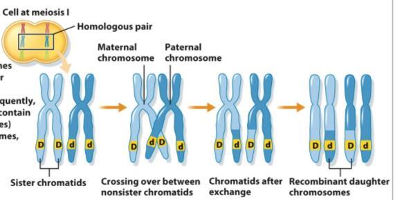 chromatids 12 Crossing over / Genetic Recombination See Fig. 8.