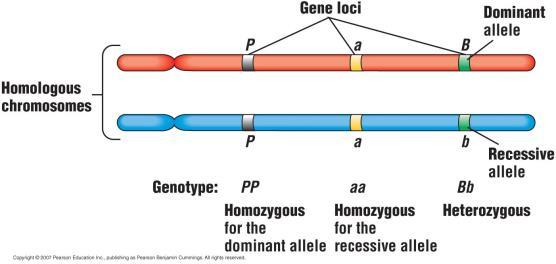 Alleles and Chromosomes Does dominant mean a phenotype is more common?
