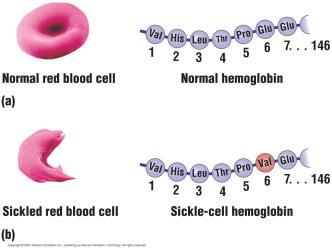 Sickle-cell disease kills ~100,000 people worldwide annually No cure, only treatment 23 What can explain the