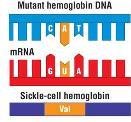 Selection Point mutation single base substitution Sickle-cell Disease Pleiotrophy The control of more than one