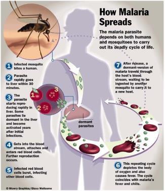Malaria Lifecycle of protist that causes malaria 29 Malaria, Sickle-Cell disease & Natural Selection Malaria is large