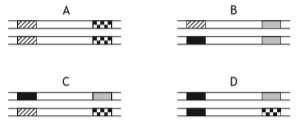3. The diagrams below show the same sections of matching chromosomes found in four flies, A, B, C and D. The alleles shown on the chromosomes can be identified using the following key.