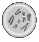 6. (a) The diagram below represents a cell in an early stage of mitosis.