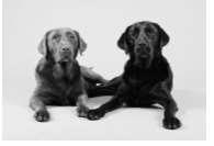 2. Coat colour in Labrador dogs is an inherited characteristic. Black coat (B) colour is dominant to chocolate coat colour (b).