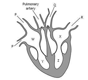 8. Questions 8 and 9 refer to the diagram of the heart below. Which line in the table below correctly identifies the four chambers of the heart labelled W, X, Y and Z?