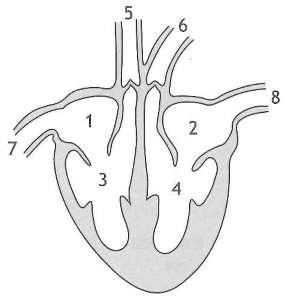 4. The diagram below shows the chambers and blood vessels in a mammalian heart. (a) Complete the table below using the correct numbers from the diagram for each description.