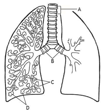 National 5 Unit 2: Multicellular Organisms Topic 2.7 Absorption of materials. The diagram below shows an alveolus and an associated blood capillary.