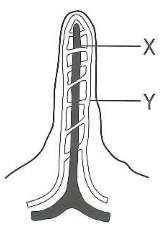 3. The diagram below shows an alveolus with part of its blood capillary network. At which position would blood with the highest concentration of oxygen be found? 4.