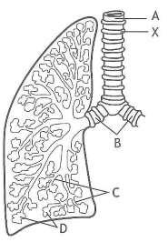 Question 5 and 6 refer to the diagram below, which shows part of the structure of the breathing system in humans. 5. Which label identifies alveoli? 6. The function of part X is to A B C D prevent the lungs from collapsing keep the airways open at all times prevent food entering the windpipe trap particles and bacteria.