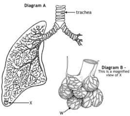 8. The diagrams below represent part of the human breathing system.