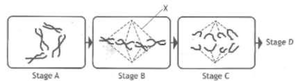 9. The diagrams below show some stages of cell division in the order in which they occur. (a) (i) Identify structure X. (ii) Describe what would happen in stage D.