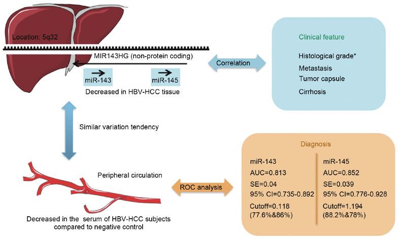 6120 ZHAO et al: mirna-143/145 IN HBV-ASSOCIATED HCC Figure 4. mir 143 and mir 145 serum levels are decreased in patients with HBV associated HCC and may be used to predict tumorigenesis.