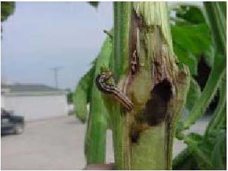 Introduction Purdue University entomologists have also noted stalk borers, clover stem borers, and rhubarb billbug larvae in giant ragweed in Indiana (Blackwell, Gerber and Obermeyer (personal